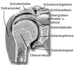 Schultergelenk